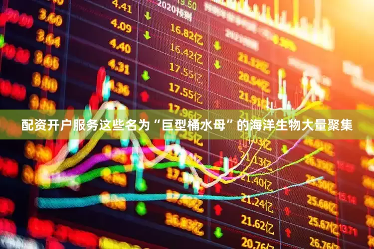 配资开户服务这些名为“巨型桶水母”的海洋生物大量聚集